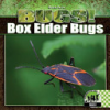 Box_elder_bugs