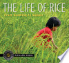 The_life_of_rice