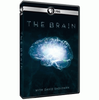 The_brain