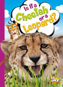 Is_it_a_cheetah_or_a_leopard_